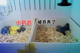 今天发现一只老鸟弃养的鹦鹉，这种情况该怎么处理呢视频封面