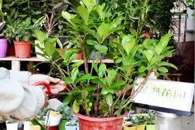 栀子花不开花？只需给它“一刀”，半月后花开一茬接一茬视频封面