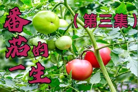番茄（西红柿）用磷酸二氢钾加一种肥料，坐果率非常高，优质增产视频封面
