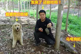 鳄鱼从河里抓到只死乌龟，金毛在旁吆喝非要吃，大家说还能吃吗？