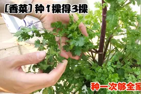 在家种香菜，多加这一步，种一棵的产量比三棵还高，太实用了视频封面