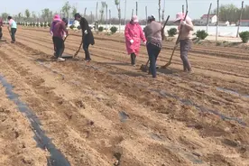 农村辣椒地套种药材，用这种方法能提前上市15天，看完涨知识了视频封面