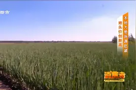 本地大葱价格为何上涨？记者探访葱产地来揭秘！视频封面