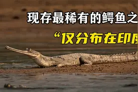 世界上现存最稀有的鳄鱼之一，已经濒危灭亡，目前仅分布在印度视频封面