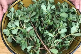 夏天，我家每天都要喝一盆马齿苋汤，做法简单营养高，太好喝了