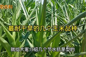 这几个抗旱节水型玉米新品种，最适宜旱地种植，亩产可达3000斤视频封面