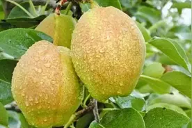 秋季这3种水果孕妈要常吃，补水润燥，还增强抵抗力，有助于安胎视频封面