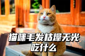 猫咪毛发枯燥无光吃什么？有效美毛食物，铲屎官别错过