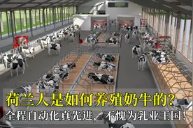 荷兰人是如何养殖奶牛的？全程自动化真先进，不愧为乳业王国！视频封面