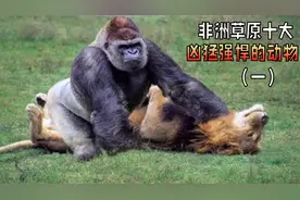 盘点非洲草原十大凶猛的动物，你认为哪一个是最凶猛残酷的(一)