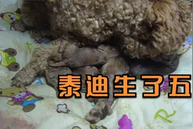 狗狗下崽全过程，泰迪妈妈生了五只小泰迪，小宝宝很可爱。视频封面