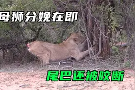 母狮即将分娩，尾巴却不幸被鬣狗咬断，它的处境真悲惨视频封面