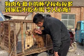 狗肉车救下的怀孕拉布拉多，到家后不吃不喝，令人心疼！视频封面