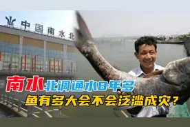 南水北调通水8年多，干渠中的鱼有多大？会不会泛滥成灾？视频封面