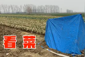 农村白菜价逆天的涨，晚上睡地头看住，种地大户1年可以买车买房视频封面