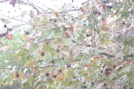 舒筋活络，活血通经，手脚麻木可以用这种常见的植物，枫树的果实视频封面