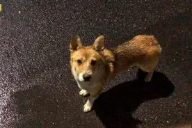 柯基和田园犬生下来的小串串狗子，继承了粘人和喜欢打架的特征视频封面