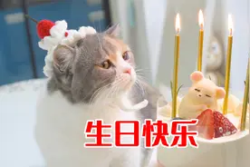 4只猫咪一起过生日，主人为它们做蛋糕，太开心了！视频封面