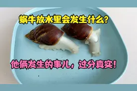 把蜗牛放水里，会发生什么。我本应该知道结果的，但发展成这样…