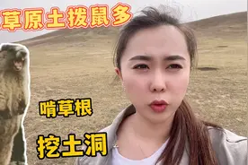 内蒙草原土拨鼠多危害大，挖洞啃草根草地荒废，给牧民带来困扰视频封面