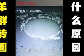 什么神秘力量使得羊群不停地原地转圈？是羊群在圈里关得抑郁了？视频封面