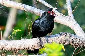 30种公园常见鸟，噪鹃日夜鸣叫，让人难忘视频封面