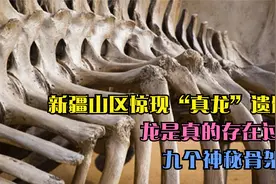 新疆山区惊现“真龙”遗骸，龙是真的存在过？九个神秘骨架