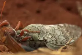 季节：大黄蜂辛苦抓蝉，背后竟有双眼睛盯着，白干了都