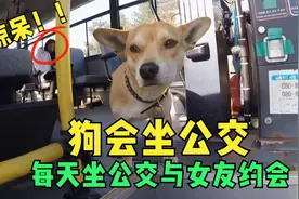 狗狗天生会坐公交车，靠撒娇卖萌付车费，只为每天与女朋友约会！视频封面