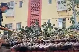 郑州一屋顶惊现10平米仙人掌，已生长近20年，市民：吃了能美容视频封面