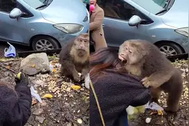 女子投喂野猴反被抱头啃咬，幸好及时反击，周围人被吓得惊呼视频封面