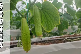 种蔬菜，出现药害、肥害怎么办？教你2个小配方，轻松就解决视频封面