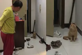 猫咪串门被邻居大爷灵魂拷问：作业写完了吗，考了多少分呀视频封面