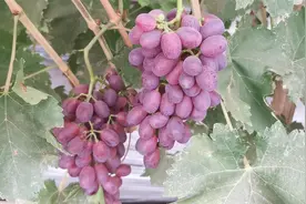 葡萄和提子有什么区别？只是叫法上不同吗？我们听听小阳怎么说的视频封面