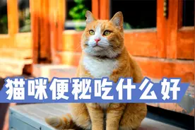 猫咪便秘吃什么好？这几样东西，主人要知道视频封面