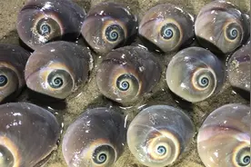 猫眼螺大家见过多少？二哥发现猫眼螺繁殖基地，爆桶让大家看看