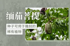缅茄菩提——种子可用于雕刻的稀有植物