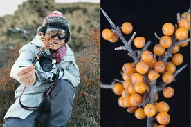 全国几亿人都在抢着种的沙棘，维C含量是苹果的100倍！