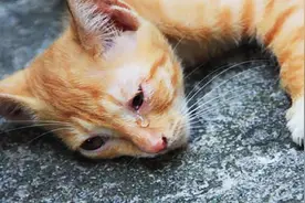 猫为什么总喜欢离家出走？原来这和它的主人有关