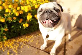 田园犬最适合当宠物的土狗，不仅便宜，对主人忠诚视频封面