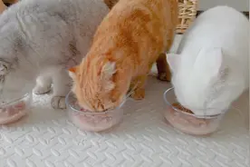 把猫咪当猪养是种怎样的体验？铲屎官：太能吃了，猪都没它吃得多
