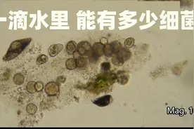 一滴水就是一个小世界啊  一滴脏水  里面竟然有许多微生物 细菌视频封面