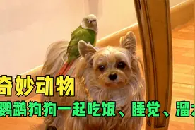 奇妙的动物，狗狗和鹦鹉一起吃饭、睡觉，每天还驮着鹦鹉溜大街！视频封面