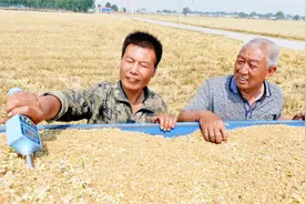 年前谨防小麦旺长，种植高手：年前做好一点，产量肯定高视频封面