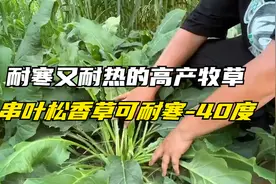 耐寒耐热的高产牧草，串叶松香草耐寒-40度，种一次收割10年以上视频封面