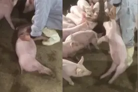 笑喷！小猪躺地睡觉怎么也叫不醒，主人：昨天可能去陪嫦娥妹妹了视频封面