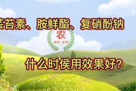 芸苔素、胺鲜酯、复硝酚钠什么时侯用效果好？别乱用，进来看看视频封面