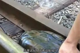乌龟卡在铁轨里，天天被火车压来压去，被人们发现时，已成这样视频封面