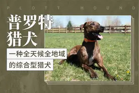 普罗特猎犬——一种全天候全地域的综合型猎犬