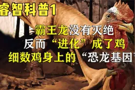 鸡是霸王龙的后代？为什么鸡每天下蛋，细数鸡身上的“恐龙基因”视频封面